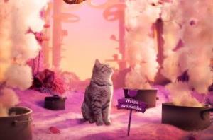 9 na 10 opiekunów kotów w Polsce uważa, że ich kot ma unikalną osobowość – sprawdź, co czyni pupila szczęśliwym