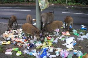 GORZÓW PODZIELONY NA OBWODY