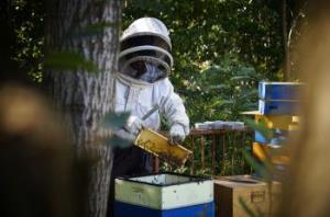 Wielki Dzień Pszczół